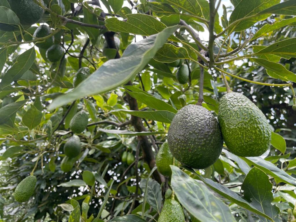 Suspensión de inspecciones de EU pone en riesgo exportaciones de aguacate en Michoacán