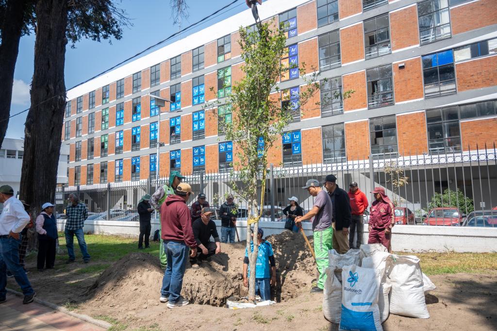 Toluca inicia la reposición de árboles en Paseo Colón; plantarán 24 encinos tras retiro de ejemplares con riesgo de caída